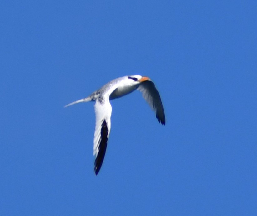 Red-billed Tropicbird - ML645393363