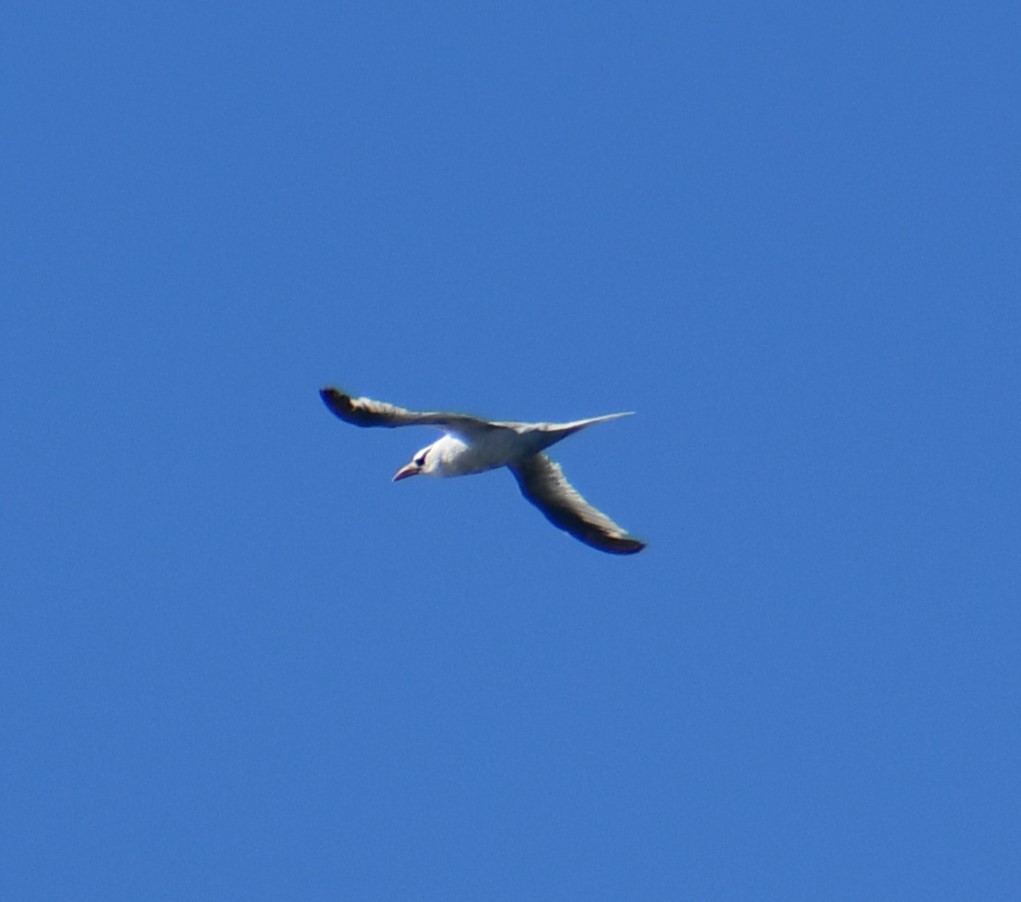 Red-billed Tropicbird - ML645393364