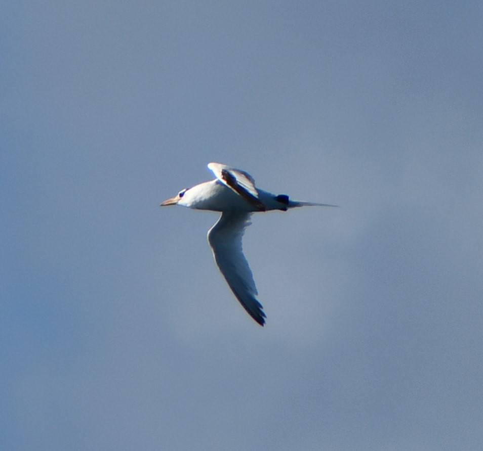 Red-billed Tropicbird - ML645393365