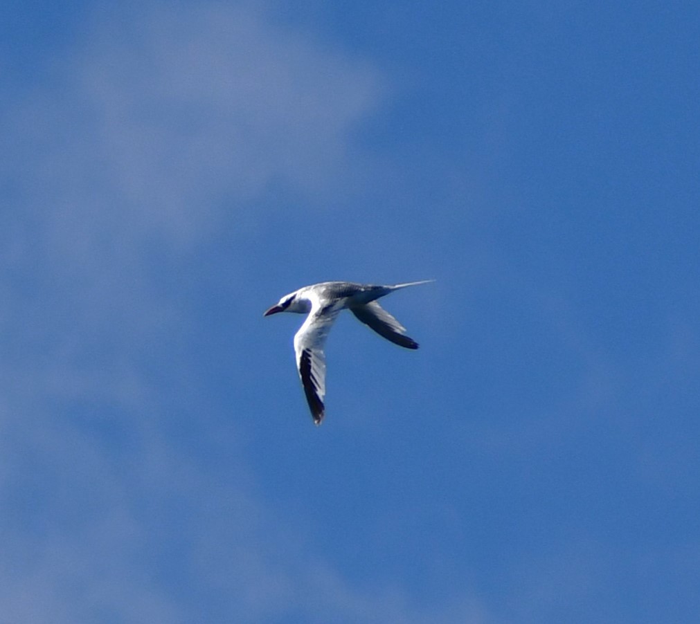 Red-billed Tropicbird - ML645393366