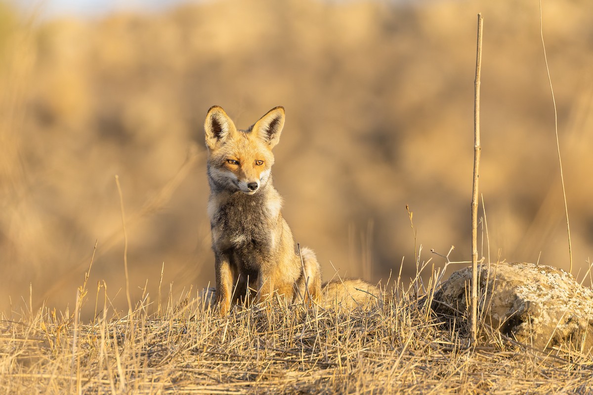 Red Fox - ML645393372