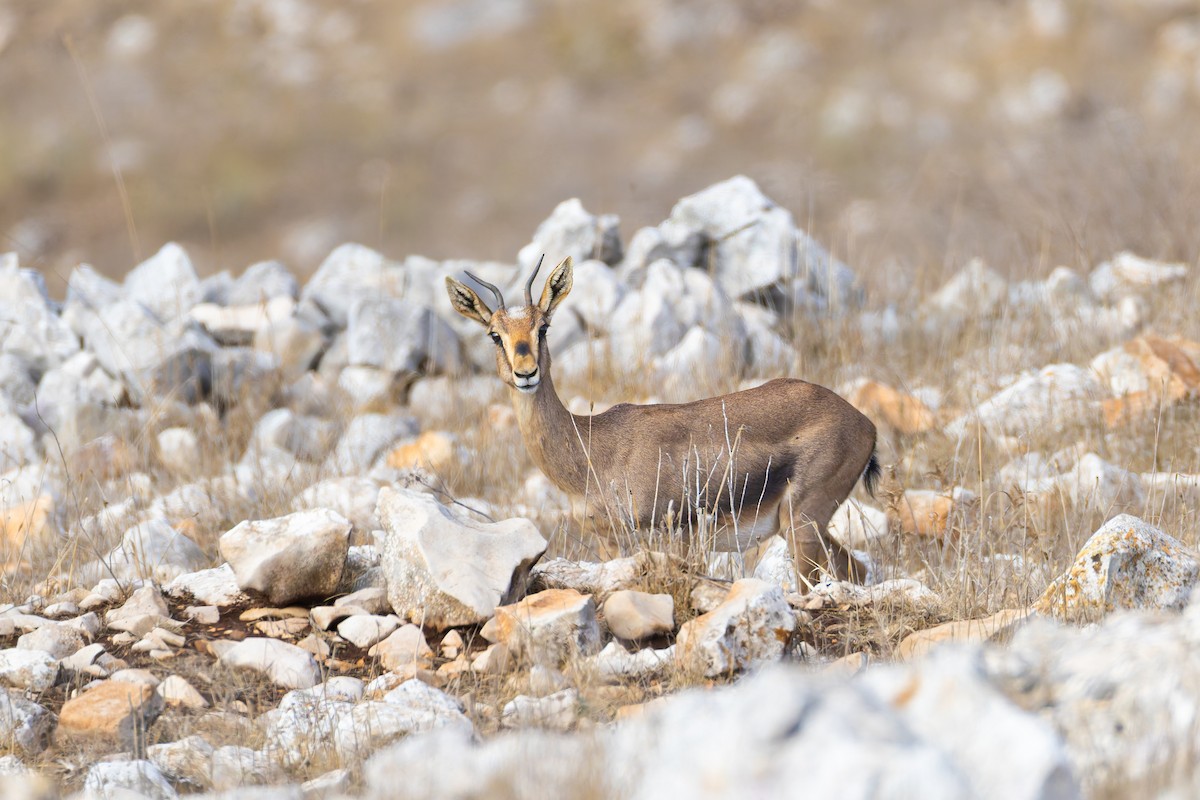 Mountain Gazelle - ML645393373