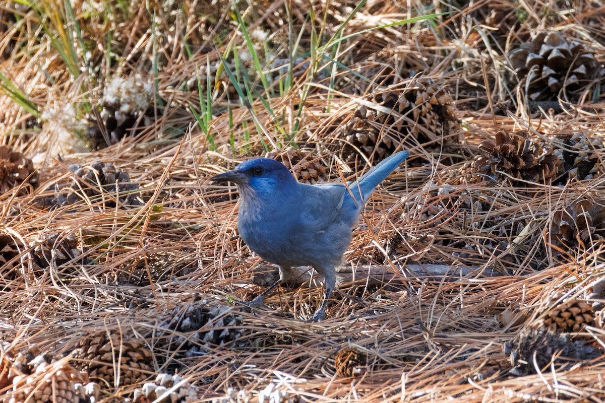 Pinyon Jay - ML645393380