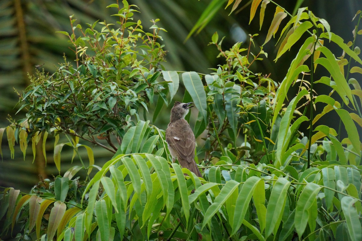 Yellow-vented Bulbul - ML645393390