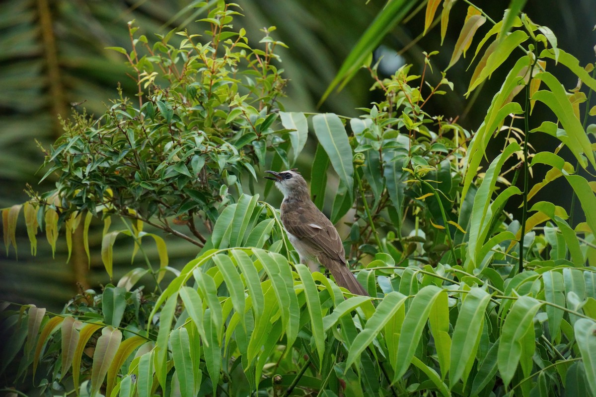 Yellow-vented Bulbul - ML645393393