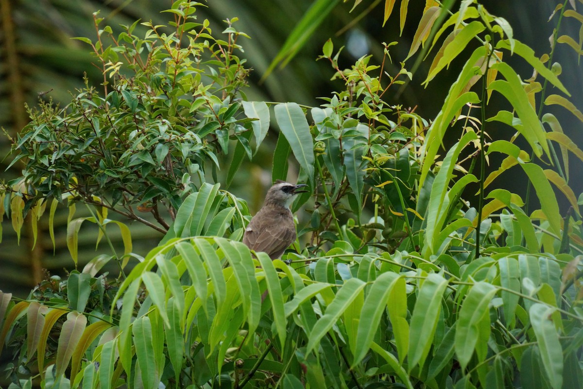 Yellow-vented Bulbul - ML645393394
