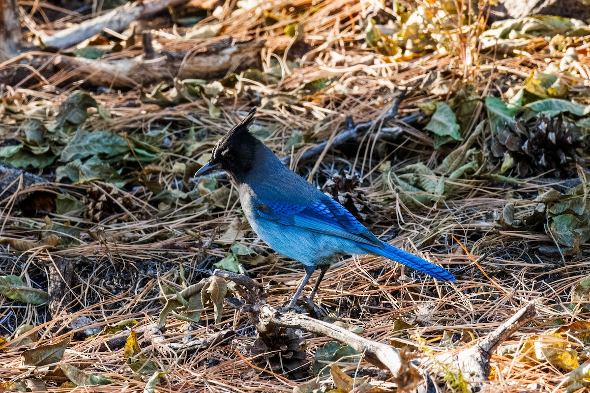 Steller's Jay - ML645393398
