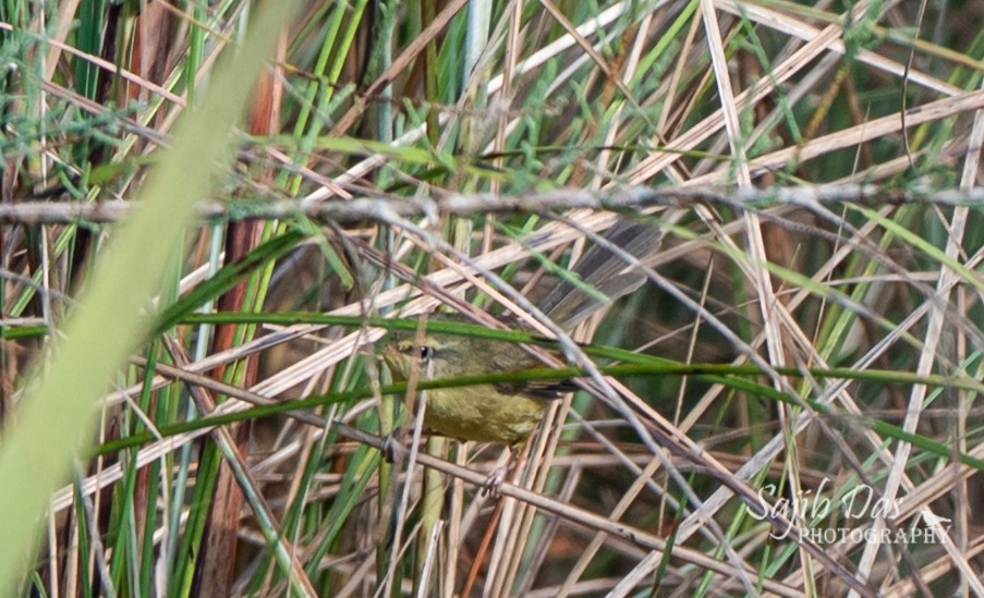 Aberrant Bush Warbler - ML645393400