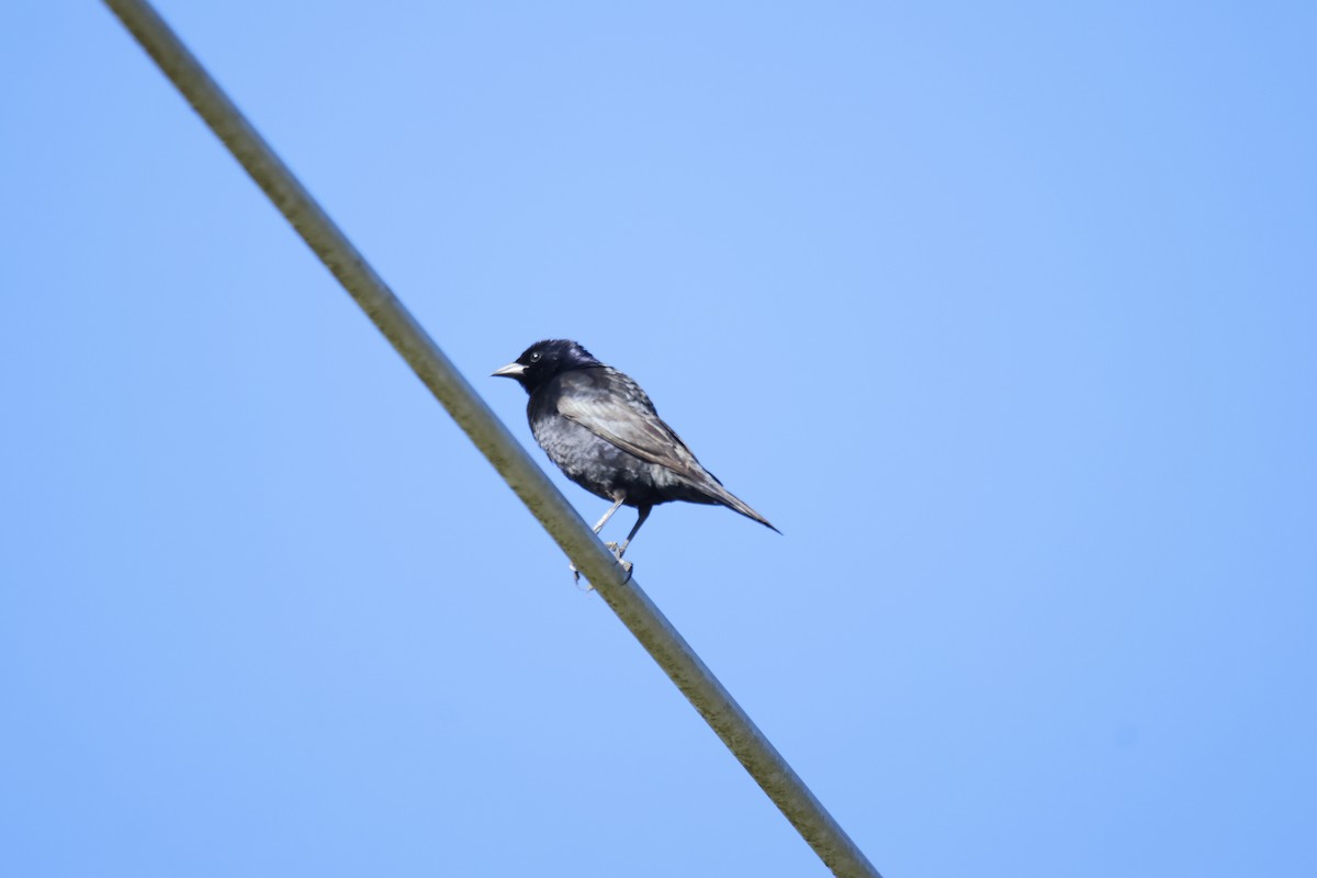 テリバネコウウチョウ - ML645393401