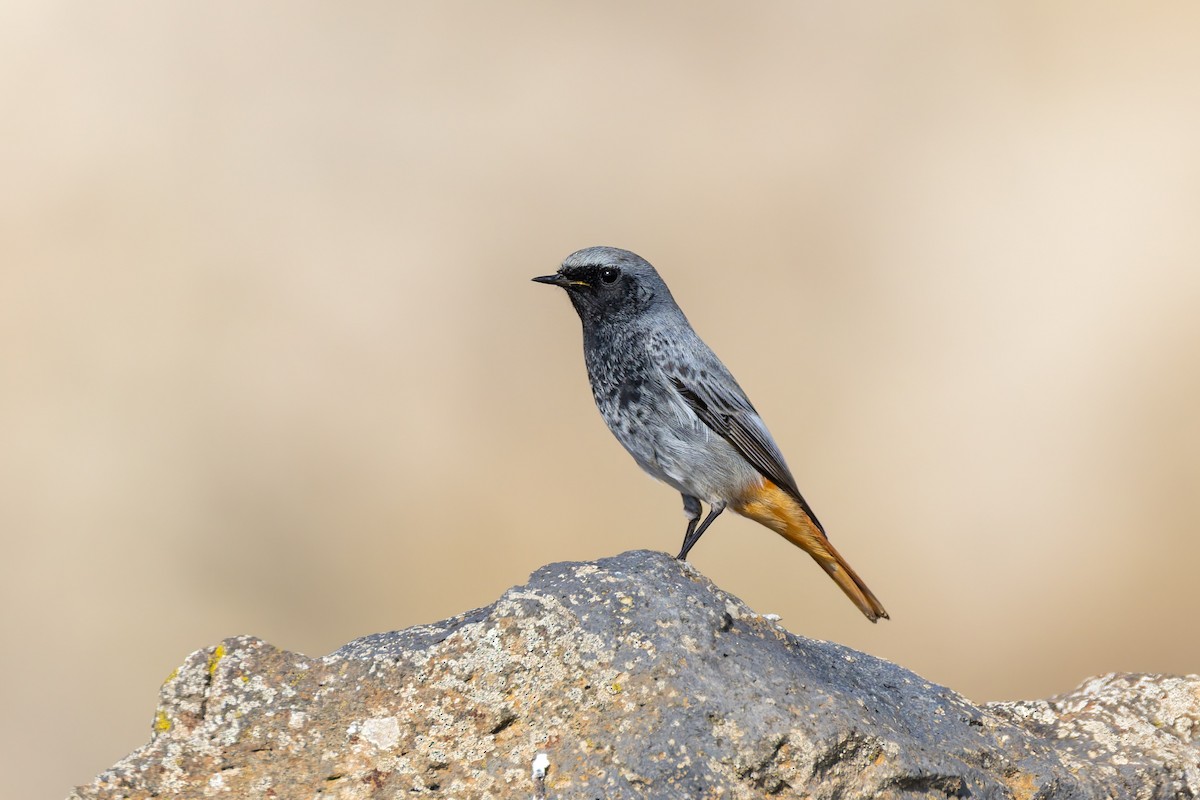 rehek domácí - ML645393412