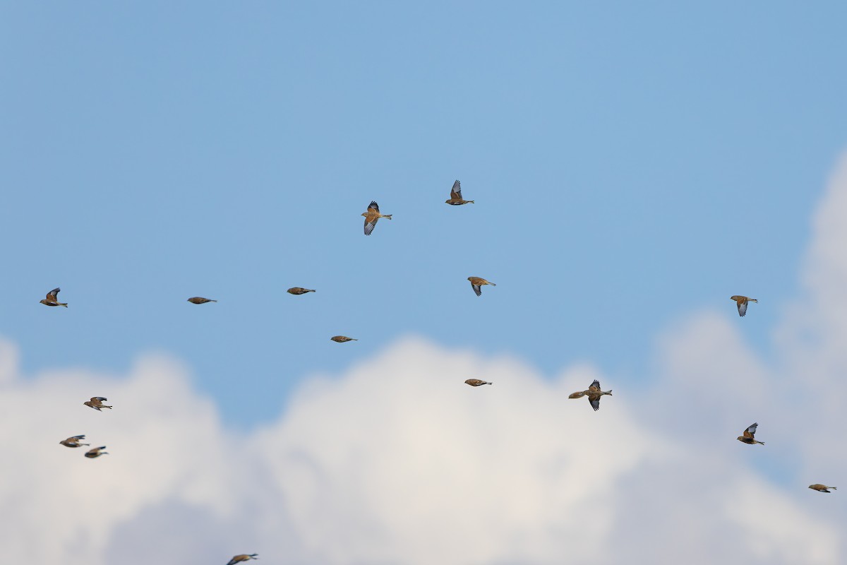 konopka obecná - ML645393417