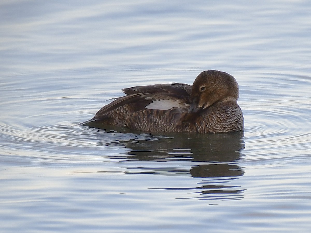 King Eider - ML645393427