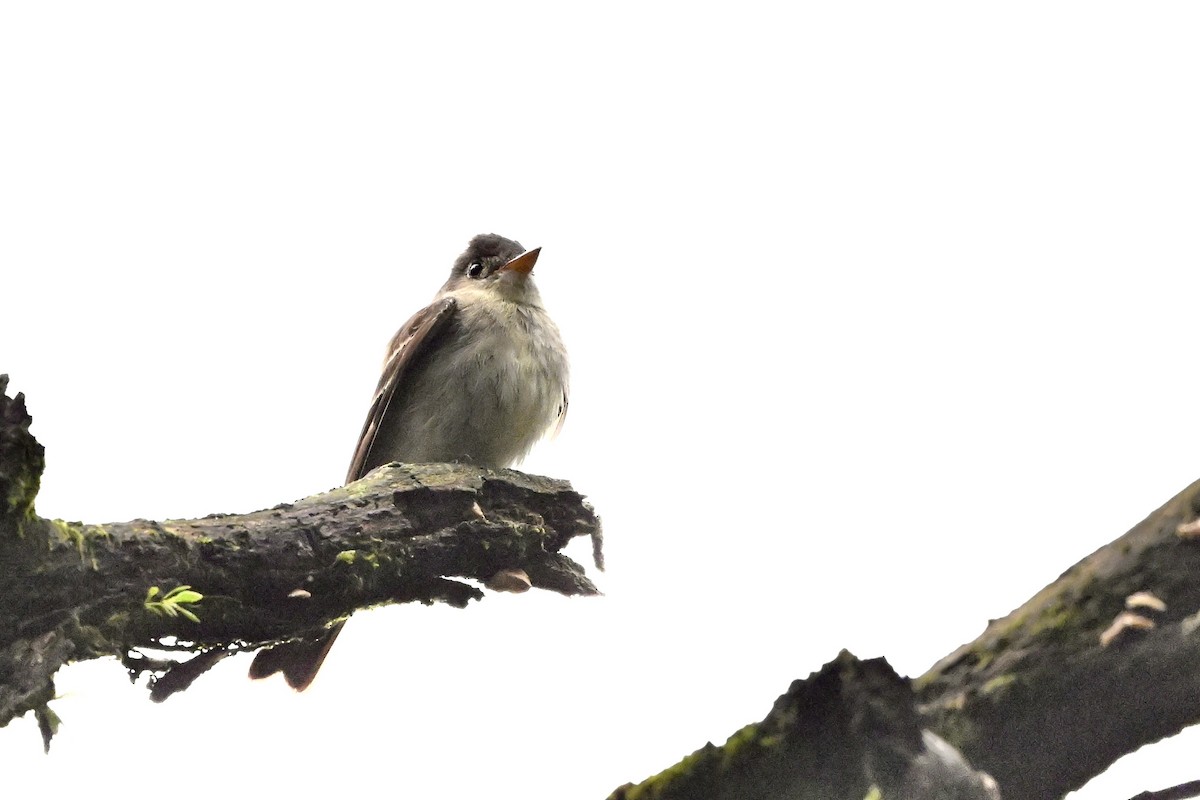 Восточный пиви - ML645393436