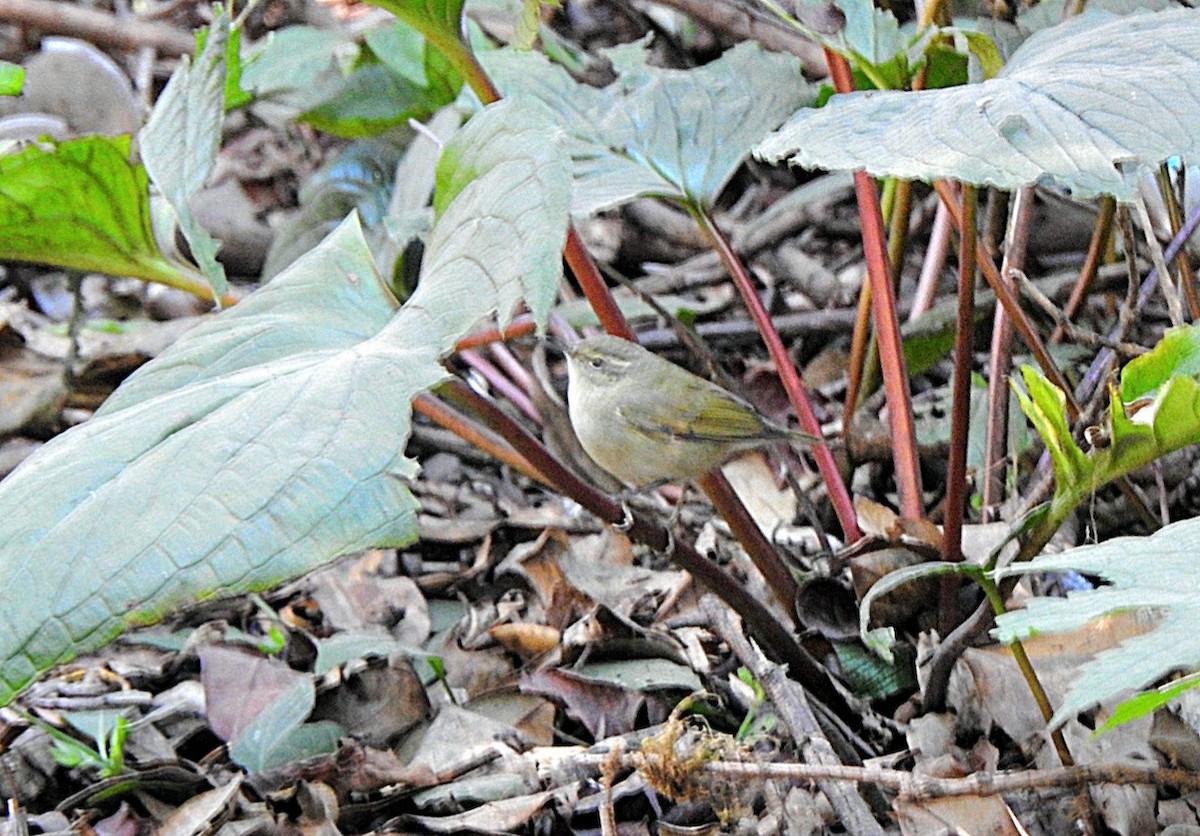 Pouillot de Tytler - ML645393439