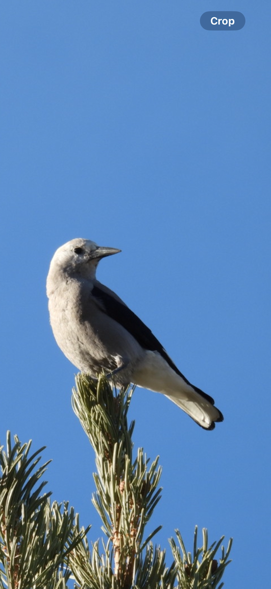 Clark's Nutcracker - ML645393440