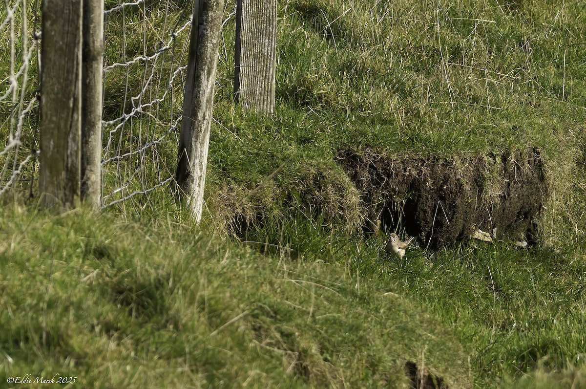 Western Subalpine Warbler - ML645393442