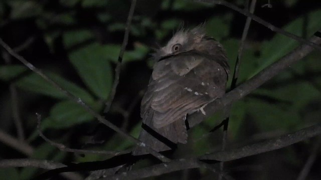 singaleserfroskemunn - ML645393453