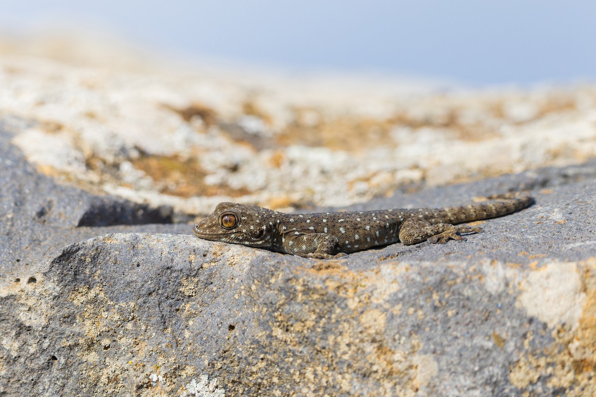 Levant Fan-fingered Gecko - ML645393480