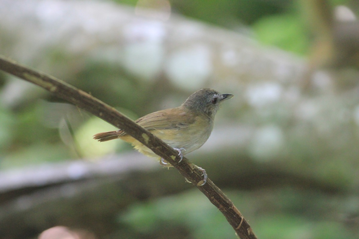 Horsfield's Babbler - ML645393504