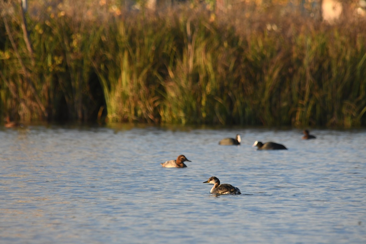 Red-necked Grebe - ML645393506