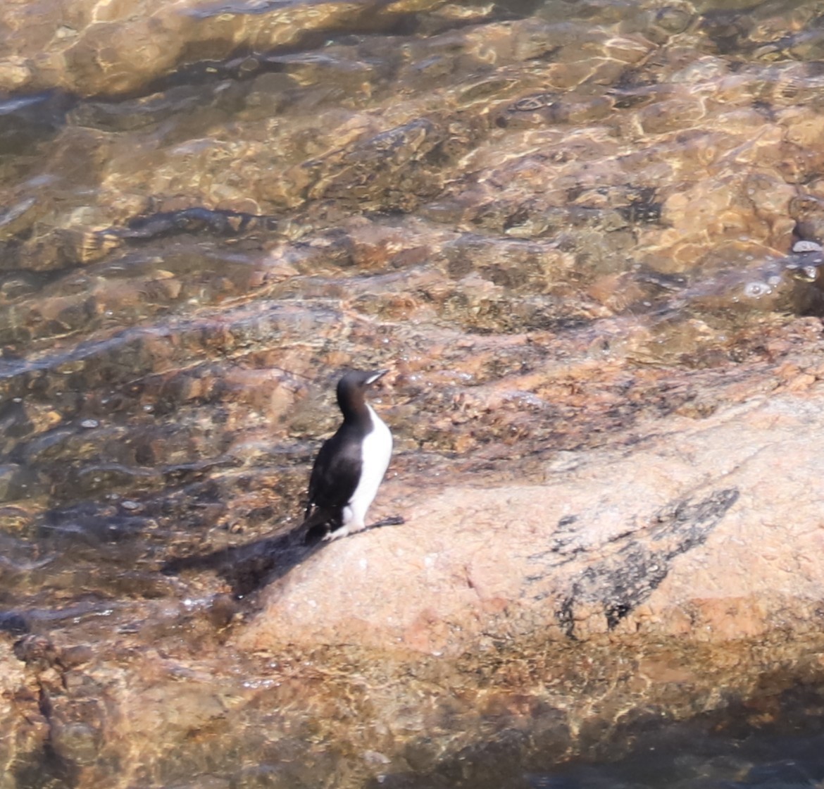 Толстоклювая кайра - ML645393512