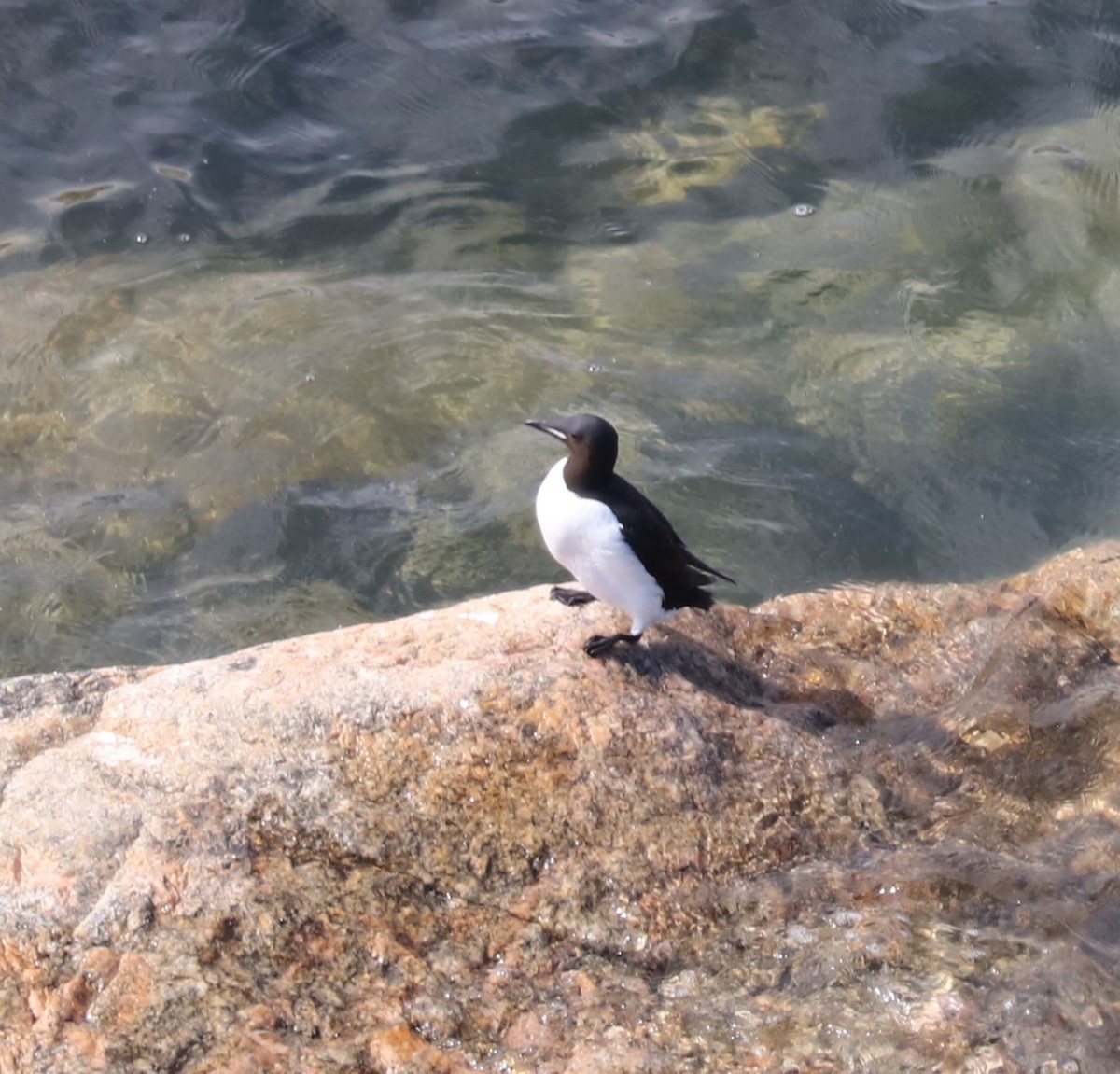 Толстоклювая кайра - ML645393513