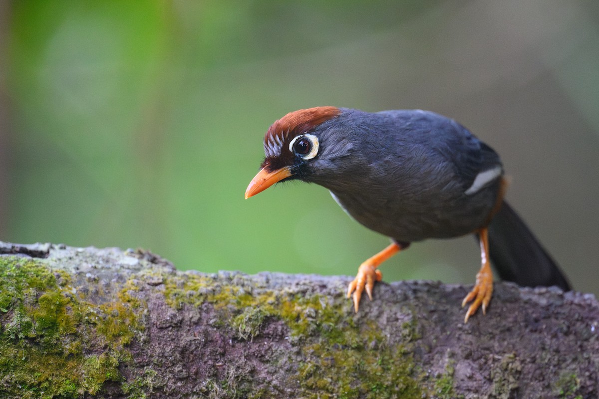 Garrulaxe mitré - ML645393514