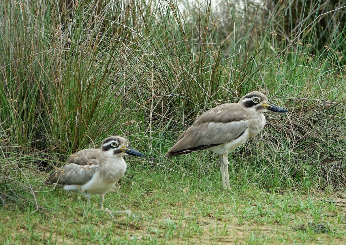 Great Thick-knee - ML645393534