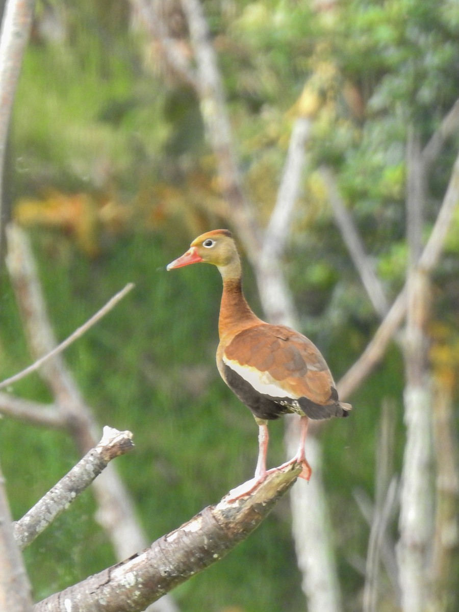Black-bellied Whistling-Duck - ML645393535