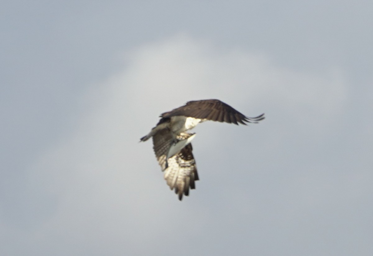 Osprey - ML645393553