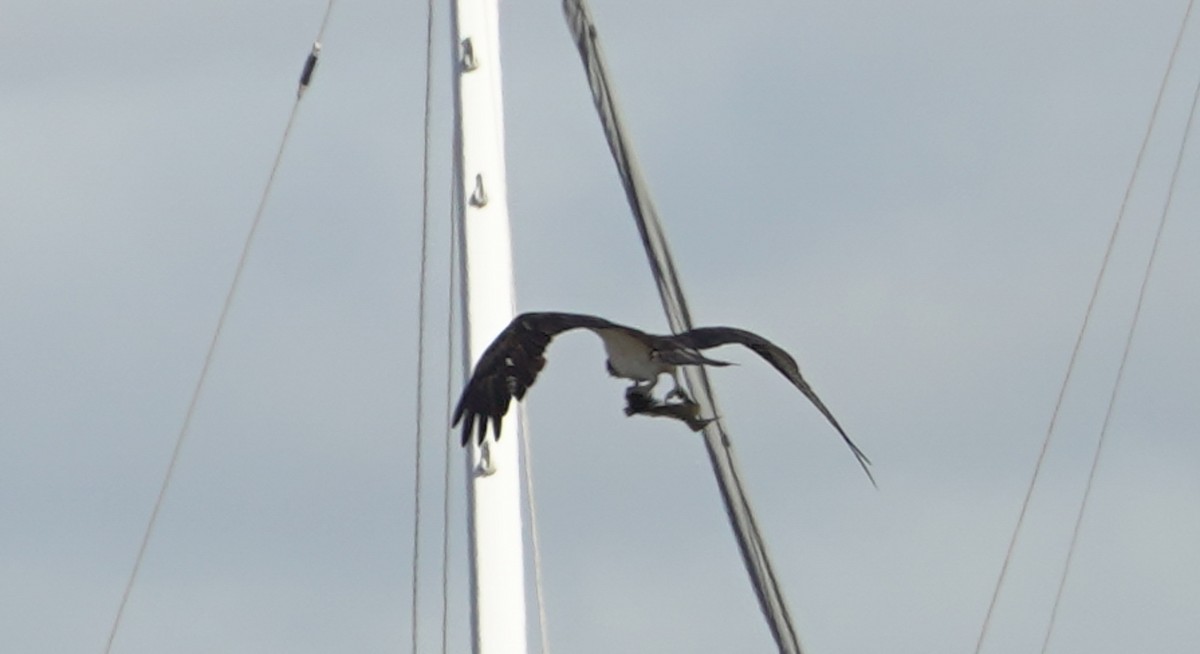 Osprey - ML645393555