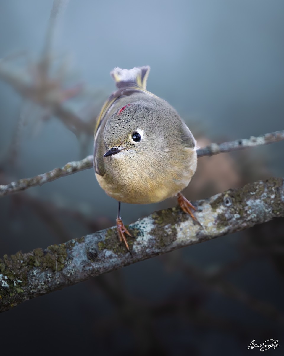 Ruby-crowned Kinglet - ML645393587