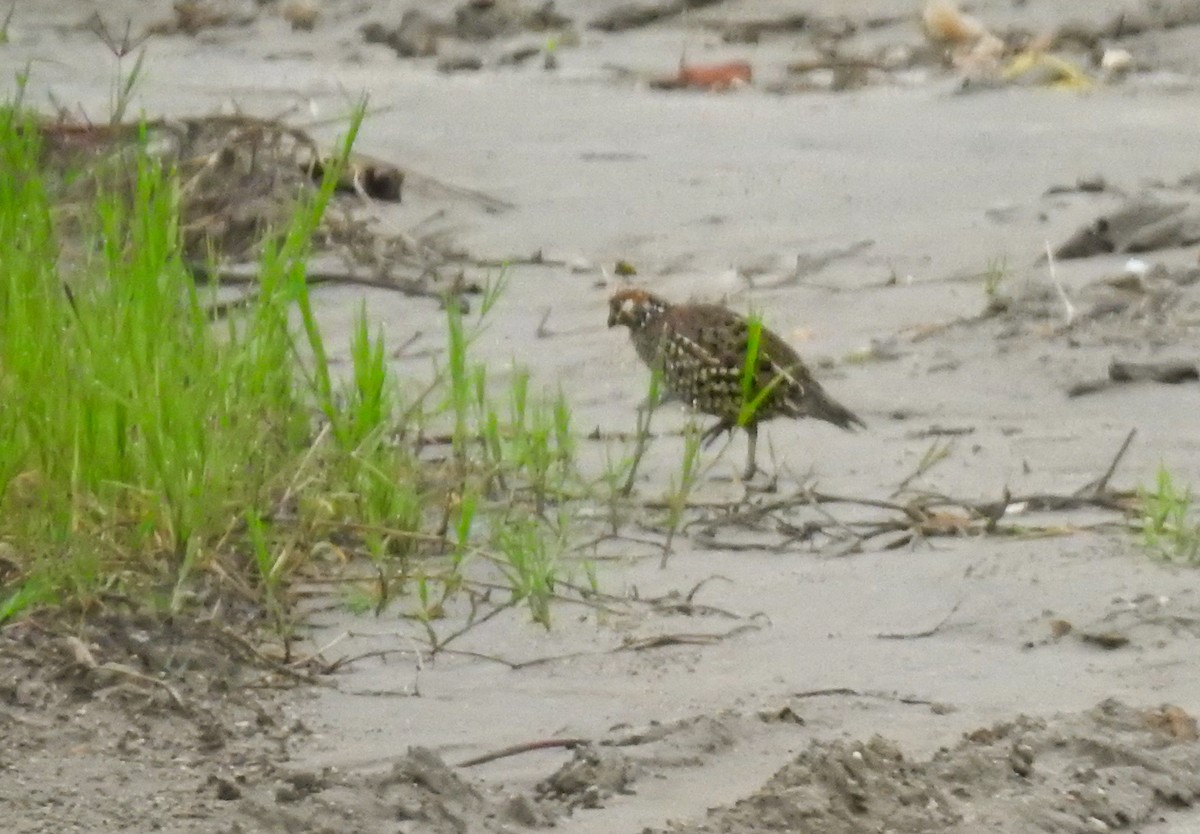 sørkrattvaktel - ML645393601