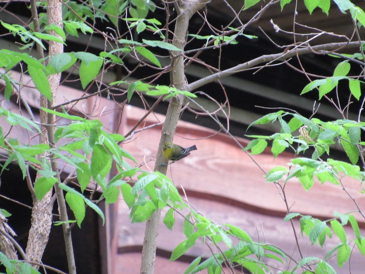 Yellow-throated Vireo - ML645393606