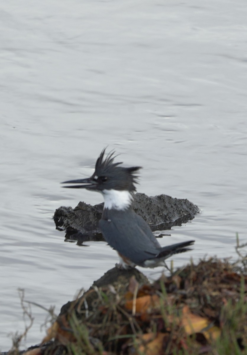 Belted Kingfisher - ML645393607