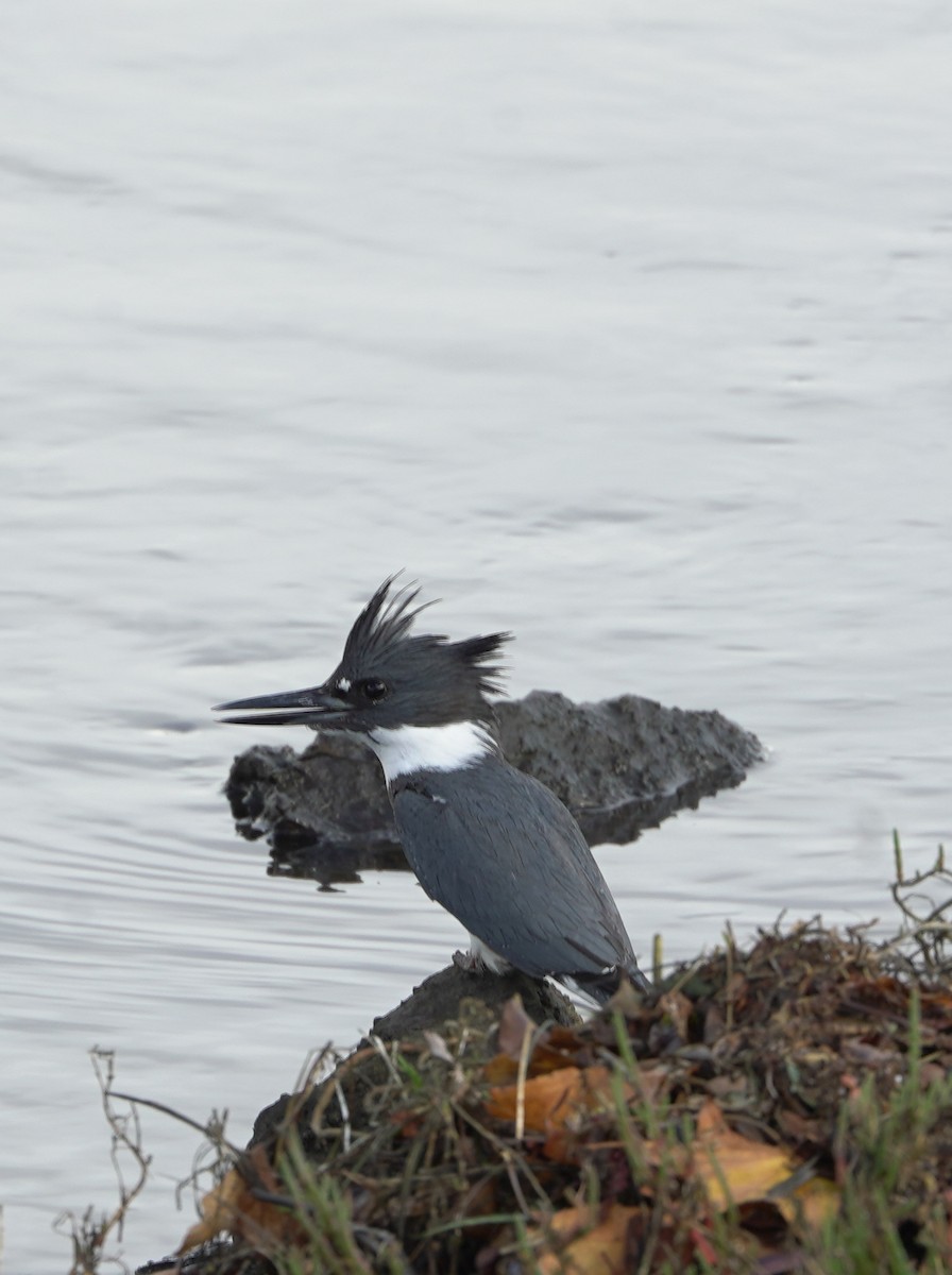 Belted Kingfisher - ML645393608