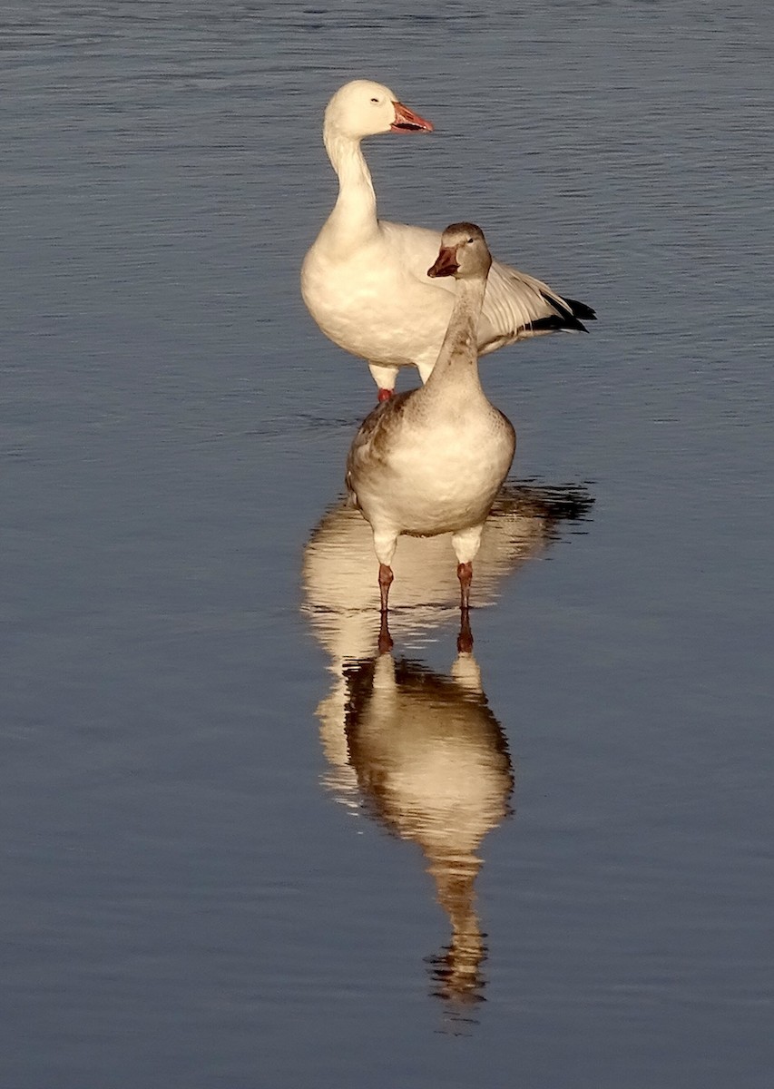 Oca delle nevi - ML645393613