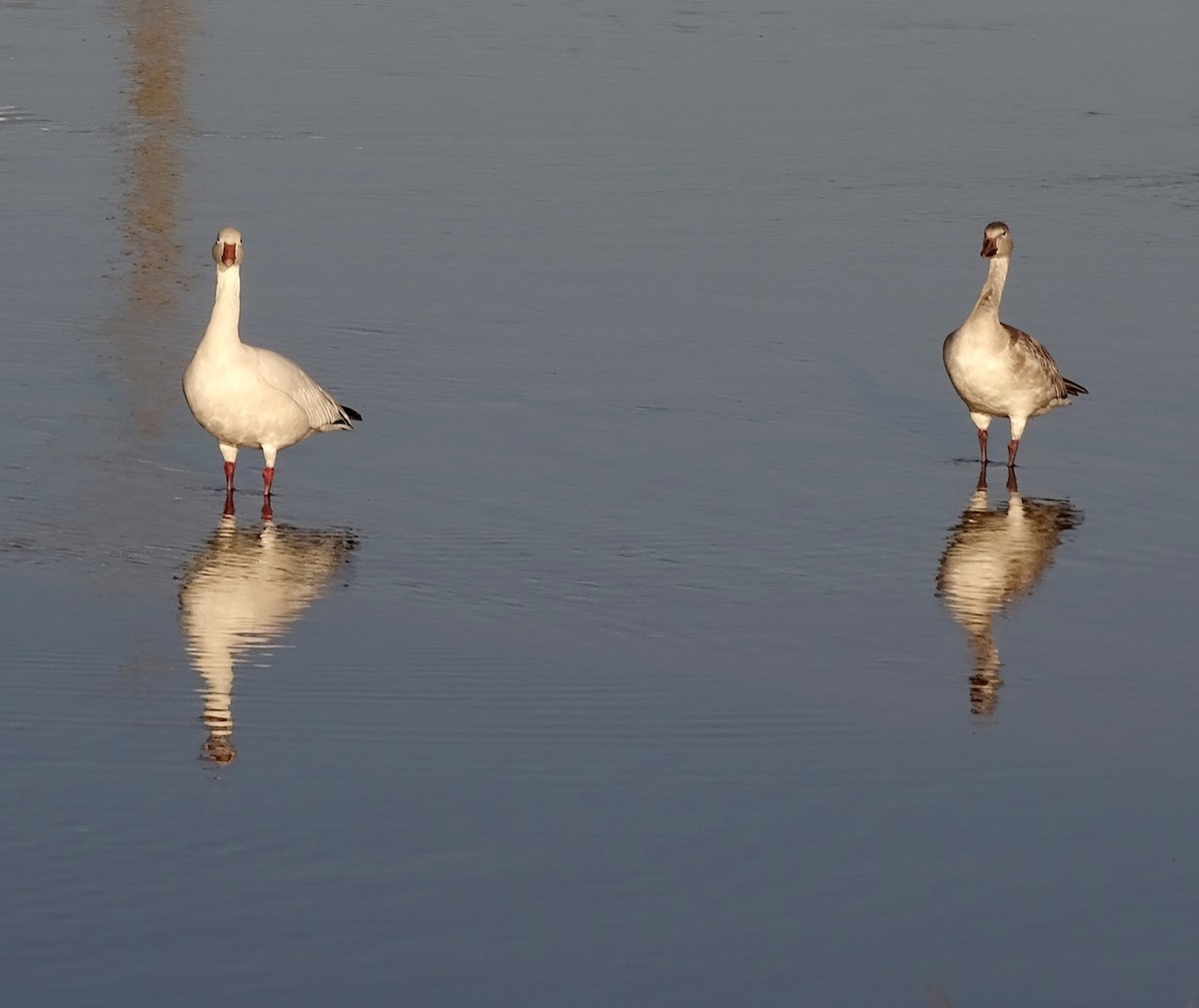 Oca delle nevi - ML645393614