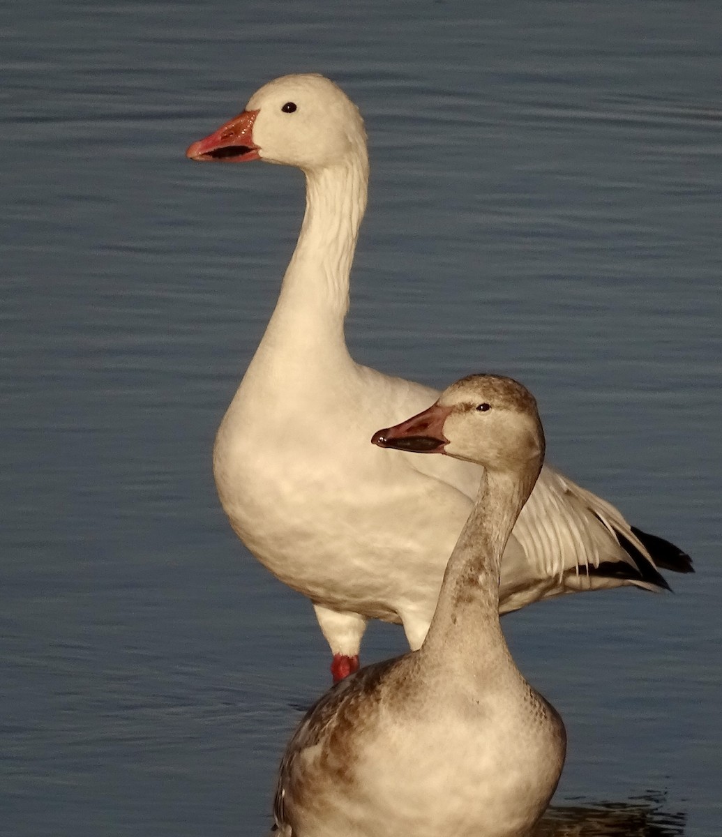 Oca delle nevi - ML645393615