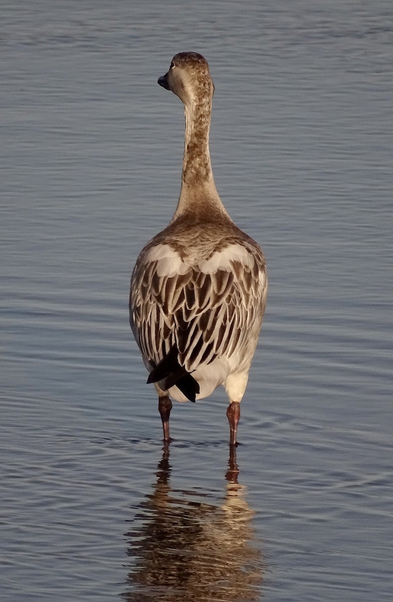 Oca delle nevi - ML645393616