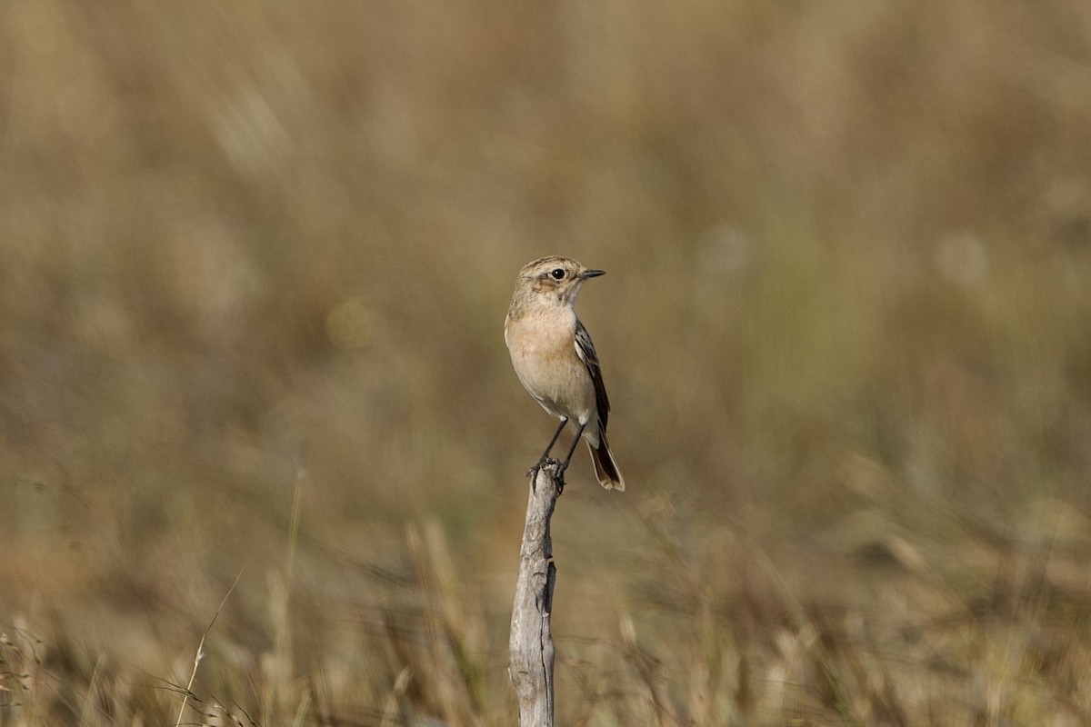 Siberian Stonechat - ML645393623