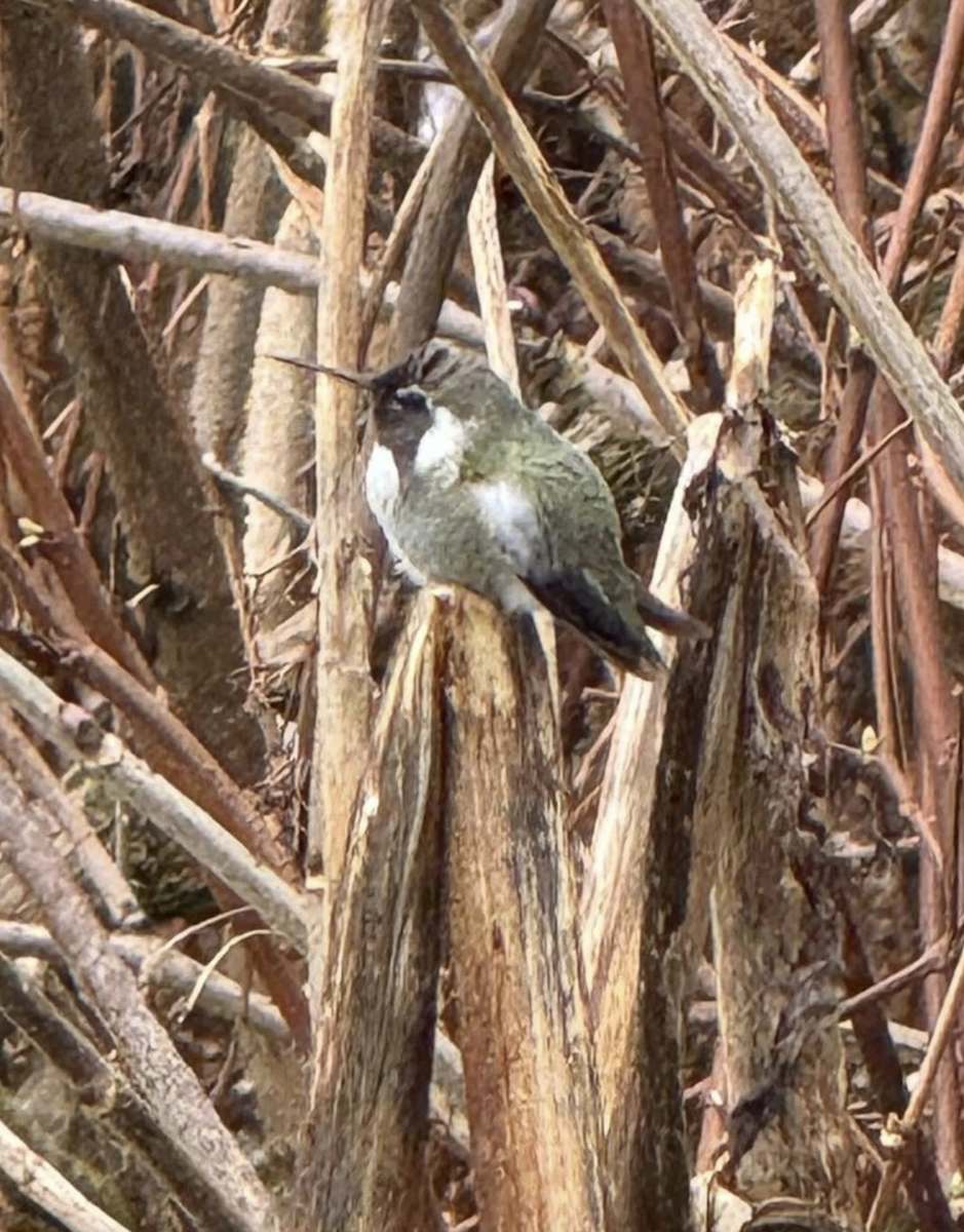 Costa's Hummingbird - ML645393624