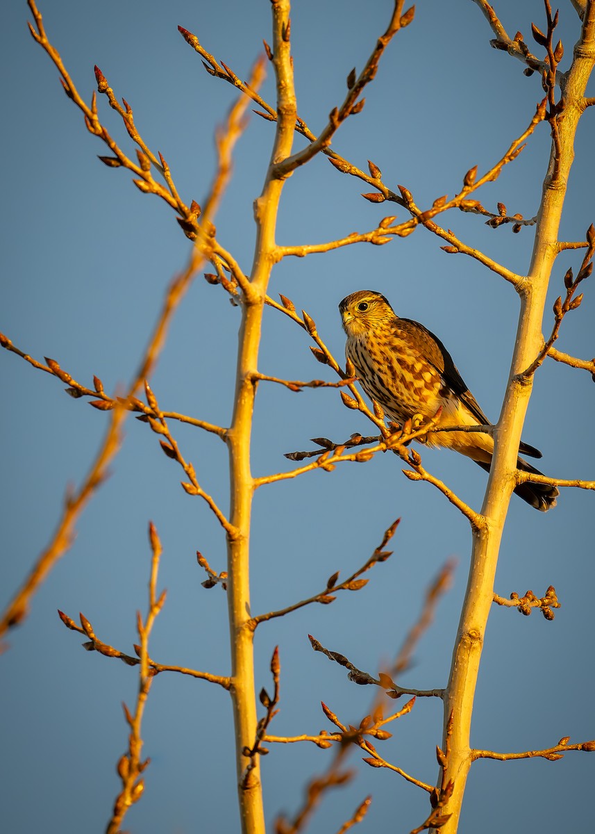 灰背隼 - ML645393631