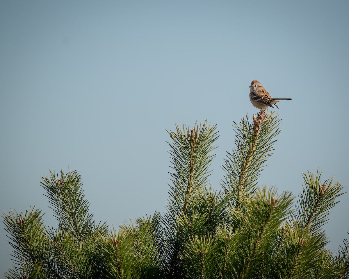 American Tree Sparrow - ML645393638