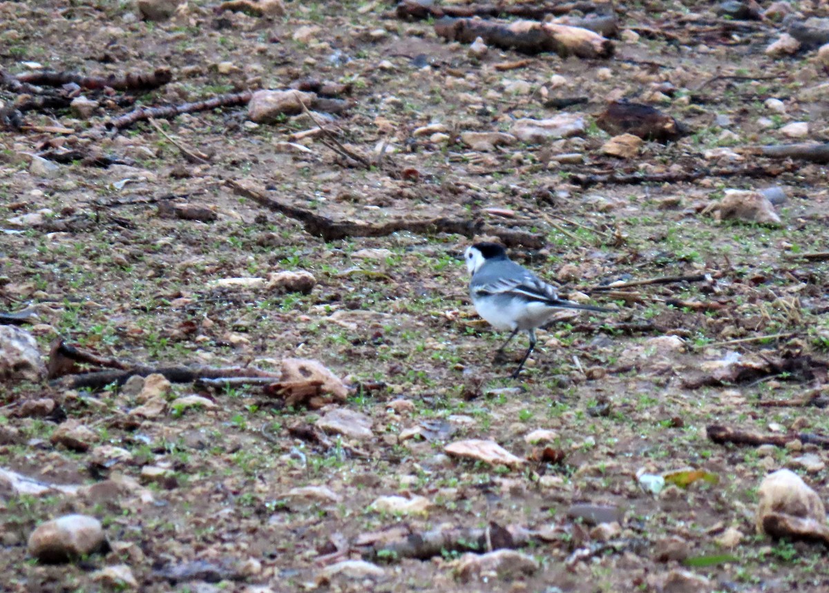White Wagtail - ML645393648