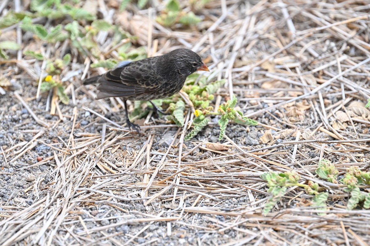 Genovesa Ground-Finch - ML645393671