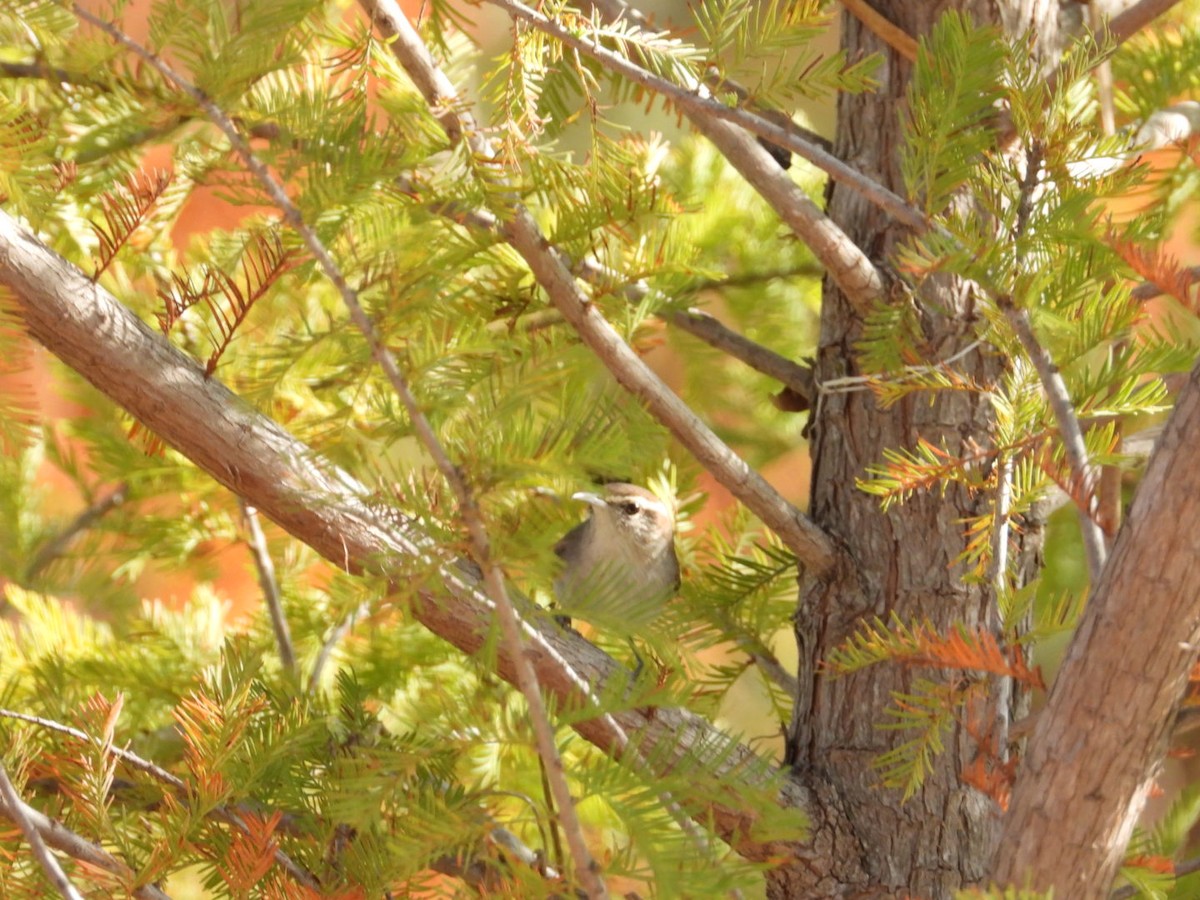 Підбуреник - ML645393672