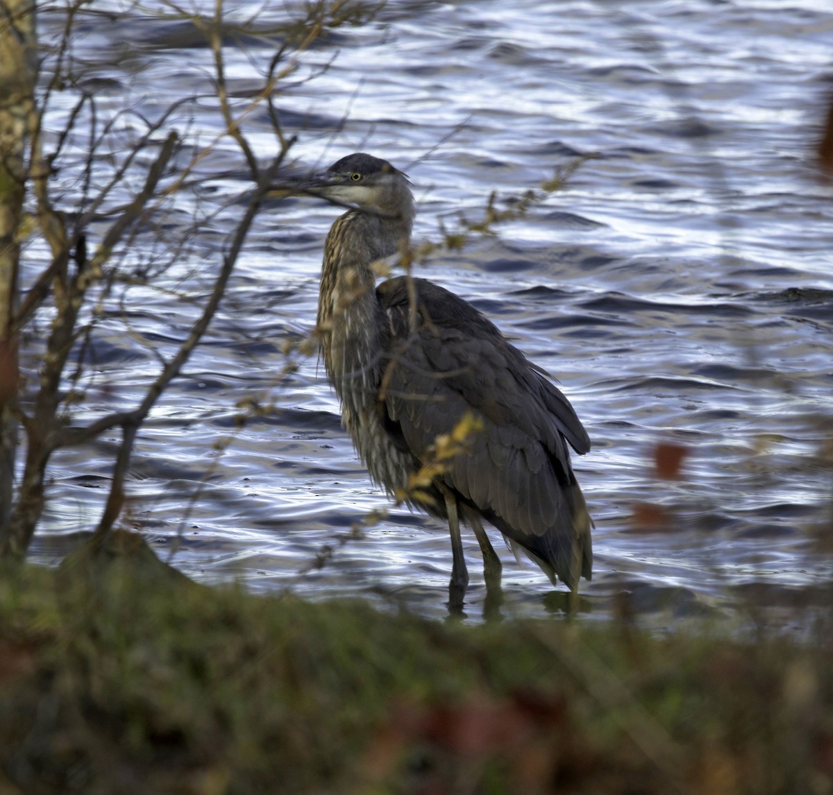 Great Blue Heron - ML645393675