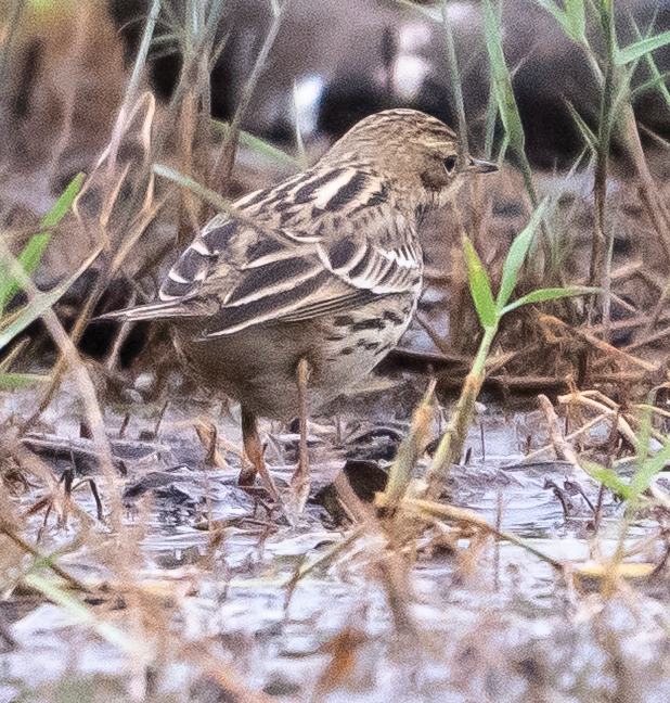 Red-throated Pipit - ML645393676