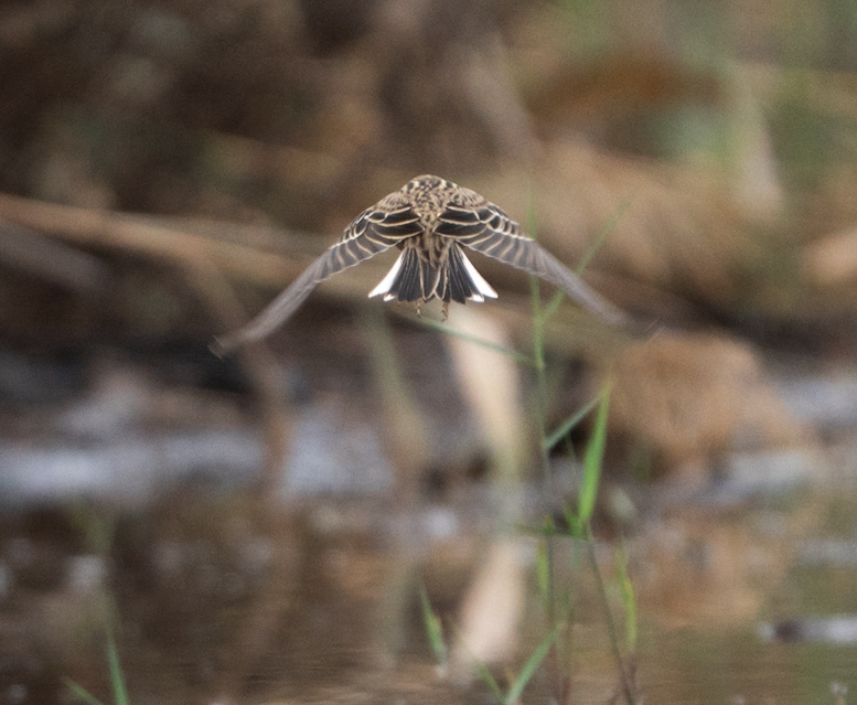 Red-throated Pipit - ML645393677